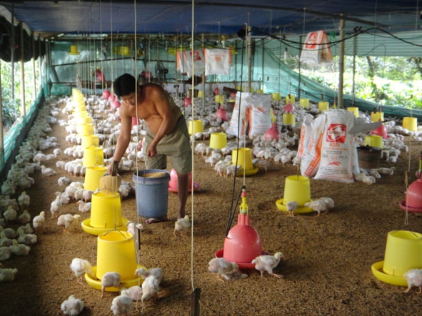 Nhiều trang trại chăn nuôi trên địa bàn huyện Cư Kuin chưa thực hiện  Đề án bảo vệ môi trường. Trong ảnh: Trại gà hơn 4.000 con của hộ Trần Thị Kim Dung ở thôn 4,  xã Ea Ktur.