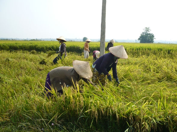 Người dân tại xã Ea Lê thu hoạch lúa