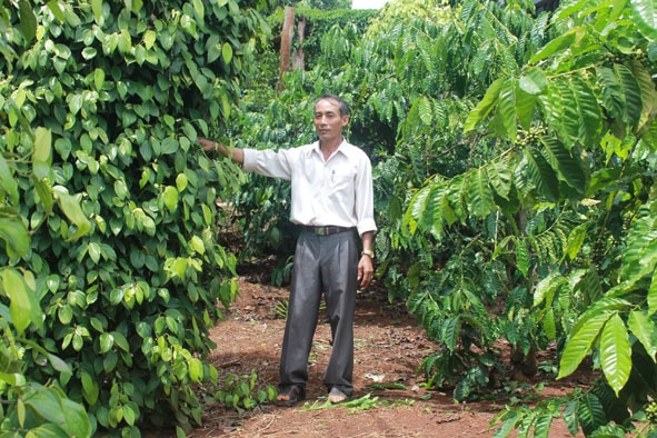 Ông Nhanh bên vườn cà phê trồng xen canh hồ tiêu.