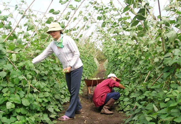 Người dân trồng rau ở xã Hòa Xuân, TP. Buôn Ma Thuột cần được hỗ trợ  để sản xuất theo phương pháp nông nghiệp hữu cơ.