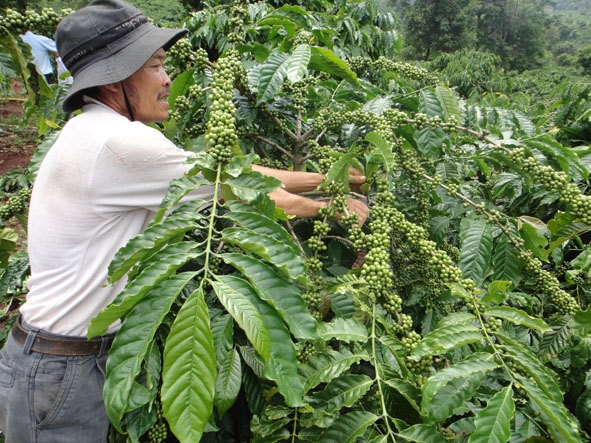  Ông  Nguyễn Trọng Hạnh phấn khởi trước những cây cà phê trĩu quả  của mình.