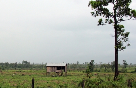 Đất, rừng của Công ty Lâm nghiệp Cư Mlanh (huyện Ea Súp) luôn nóng với tình trạng lấn chiếm trái phép