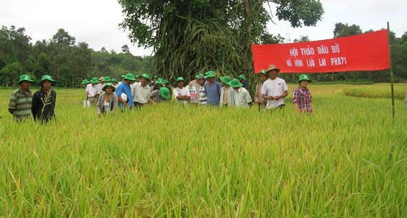 Một hội thảo đầu bờ về lúa lai được tổ chức tại xã Ea Tu.