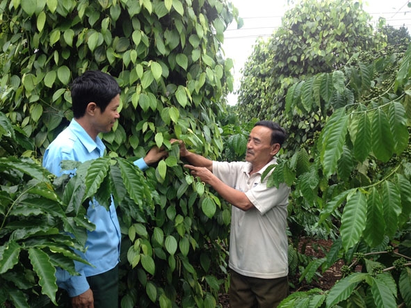 Ông Nguyễn Văn Thưởng (phải) đang giới thiệu về mô hình cà phê xen tiêu của gia đình mình.