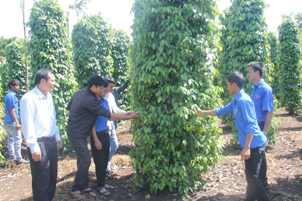 Đoàn viên thanh niên xã Ea Hu (huyện Cư Kuin) tham quan  mô hình trồng tiêu trái vụ