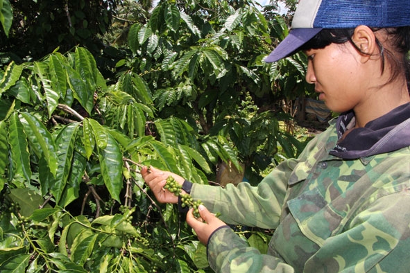 Người dân buôn Yang Tok đã biết trồng đa dạng cây cà phê, điều để nâng cao thu nhập, phát triển kinh tế.