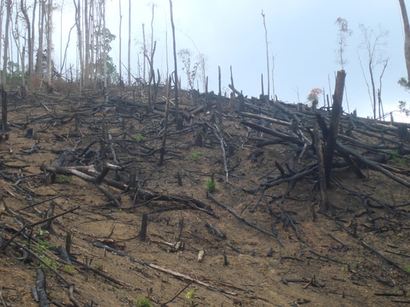 Rừng bị phá tại xã Cư San, huyện M’Drak.