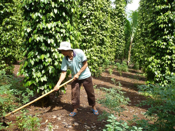 Vườn tiêu của một nông hộ ở xã  Ea Bhôk (huyện Cư Kuin) luôn cho năng suất cao và ổn định nhờ được áp dụng kỹ thuật chăm sóc  theo hướng bền vững.