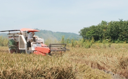 Nông dân gặt lúa vụ hè thu ở huyện Lak
