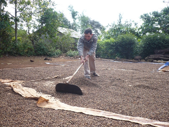 Anh Nguyễn Văn Hưng ở xã Ea Bar (huyện Buôn Đôn) phải phơi lại cà phê tạm trữ  để tránh bị ẩm mốc.