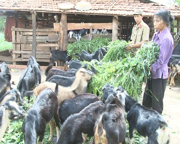 Cựu chiến binh Phạm Viết Chính, thôn 10, xã Krông Buk với mô hình nuôi dê lấy thịt.