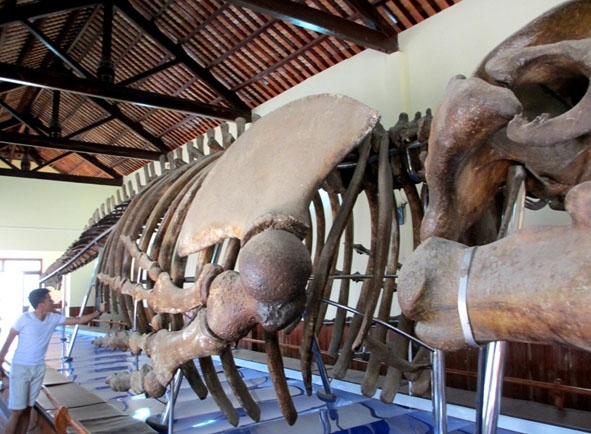  Bộ xương cá voi  dài 22 m. 