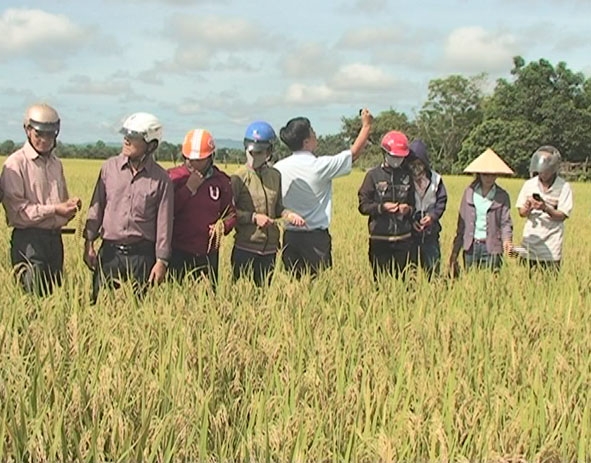 Người dân huyện Ea Súp tham quan mô hình giống lúa vật tư NA2 tại thôn 6, xã Ea Bung.
