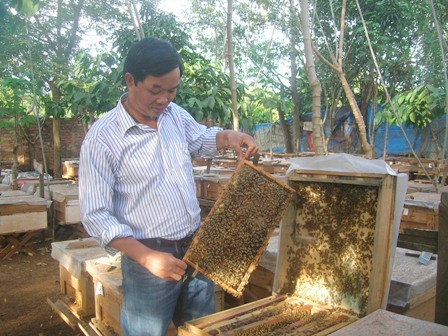 Nuôi ong mật ở xã Hòa Thắng, TP. Buôn Ma Thuột