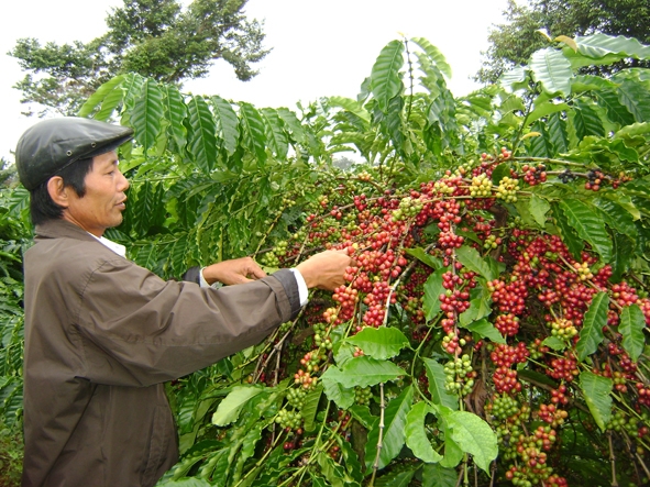 Nông dân huyện Krông Pak đầu tư thâm canh vườn cà phê.