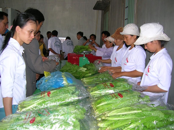 Sản phẩm rau an toàn ở HTX Rau an toàn Toàn Thịnh (thị trấn Ea Pôk, huyện Cư M’gar) được đóng gói trước khi đưa ra  thị trường.