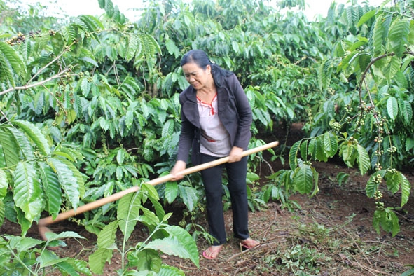 Chị Nông Thị Thào đang chăm sóc vườn cà phê của gia đình.