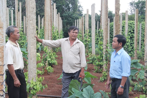 Những nông dân kiểu mẫu ở xã căn cứ Cư Pơng (huyện Krông Buk) đang trao đổi  kinh nghiệm trồng hồ tiêu.