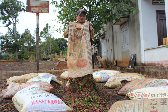 Nông dân phường Tự An, TP. Buôn Ma Thuột tất bật với công việc  phơi phóng cà phê sau thu hoạch.