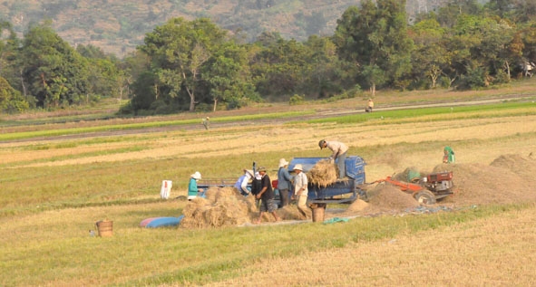 Nhờ làm tốt công tác tưới tiêu phục vụ sản xuất nên sản lượng lúa trên địa bàn ngày càng tăng. Trong ảnh: Bà con nông dân xã Dak Liêng đang thu hoạch lúa.