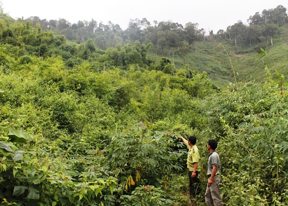  Việc quản lý và bảo vệ rừng tự nhiên là một trong những nhiệm vụ quan trọng của các công ty lâm nghiệp (Trong ảnh: Một cánh rừng tự nhiên tại huyện Krông Bông).