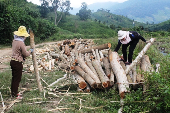 Khai thác gỗ rừng trồng ở Krông Bông.