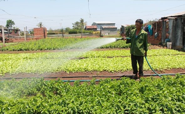 Nhờ trồng rau xanh, người dân phường Khánh Xuân (TP. Buôn Ma Thuột) có thêm thu nhập, cải thiện đời sống. 