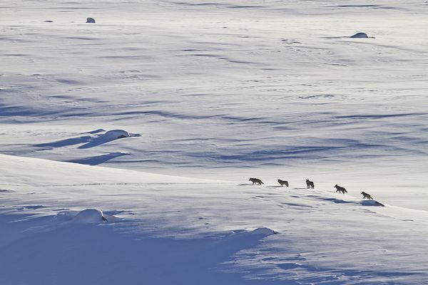 Lamar Valley, Yellowstone National Park