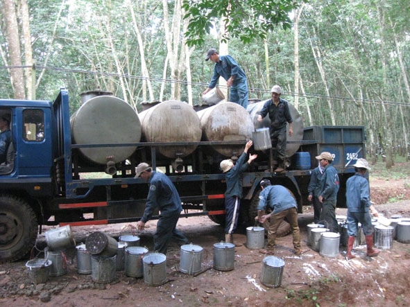 Ảnh bên: Công nhân Công ty TNHH Một thành viên Cao su 2-9 đang thu gom mủ cao su sau khi khai thác. Ảnh: V.C