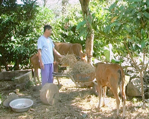 Cựu chiến binh Trần Đức Lạng chăm sóc đàn bò của gia đình.