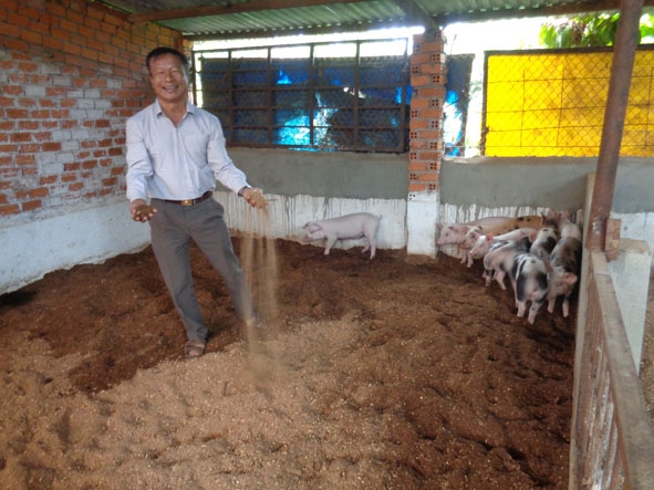 Mô hình đệm lót sinh học trong chăn nuôi của gia đình  ông Vũ Ngọc Lân ở số 152/3 đường Trần Quý Cáp,  TP. Buôn Ma Thuột.