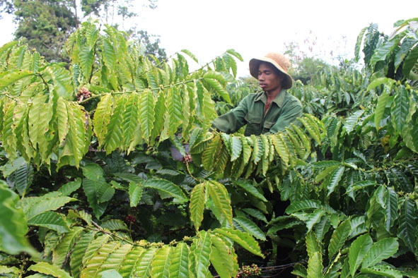 Y Thung Ayun thu hoạch cà phê.