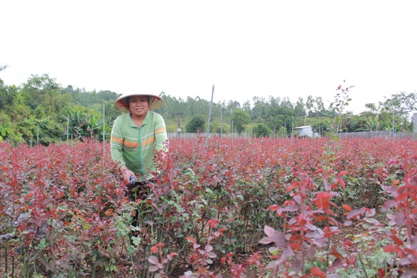 Bà Nguyễn Thị Liên đang chăm sóc vườn hoa hồng.