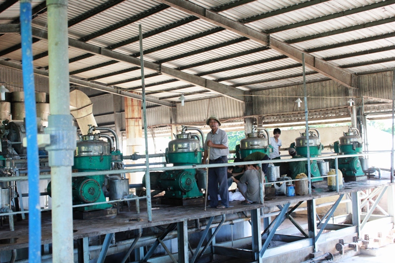 Nhà máy chế biến tinh bột sắn của Công ty TNHH Quán Quân, tại xã Ea Kiết, huyện Cư M'Gar