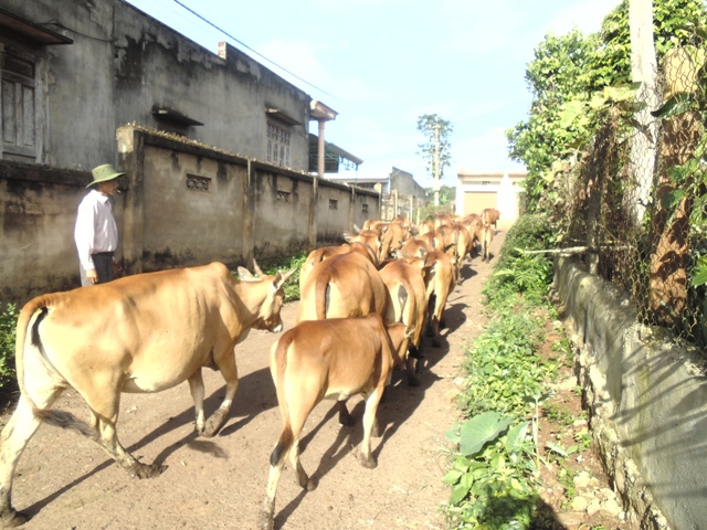 Mô hình chăn nuôi bò của CCB Đinh Xuân Trửa (xã Cư Kpô).
