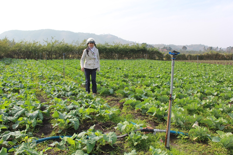 Hệ thống tưới tự động trong sản xuất rau an toàn của một hộ dân xã Hòa Tiến, huyện Cư Kuin