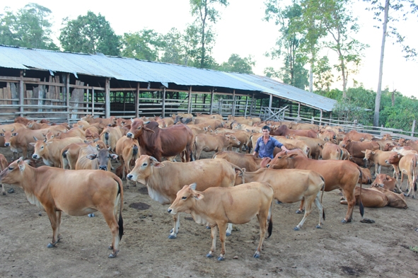 Trang trại chăn nuôi bò của bà Nguyễn Thị Tìa.  