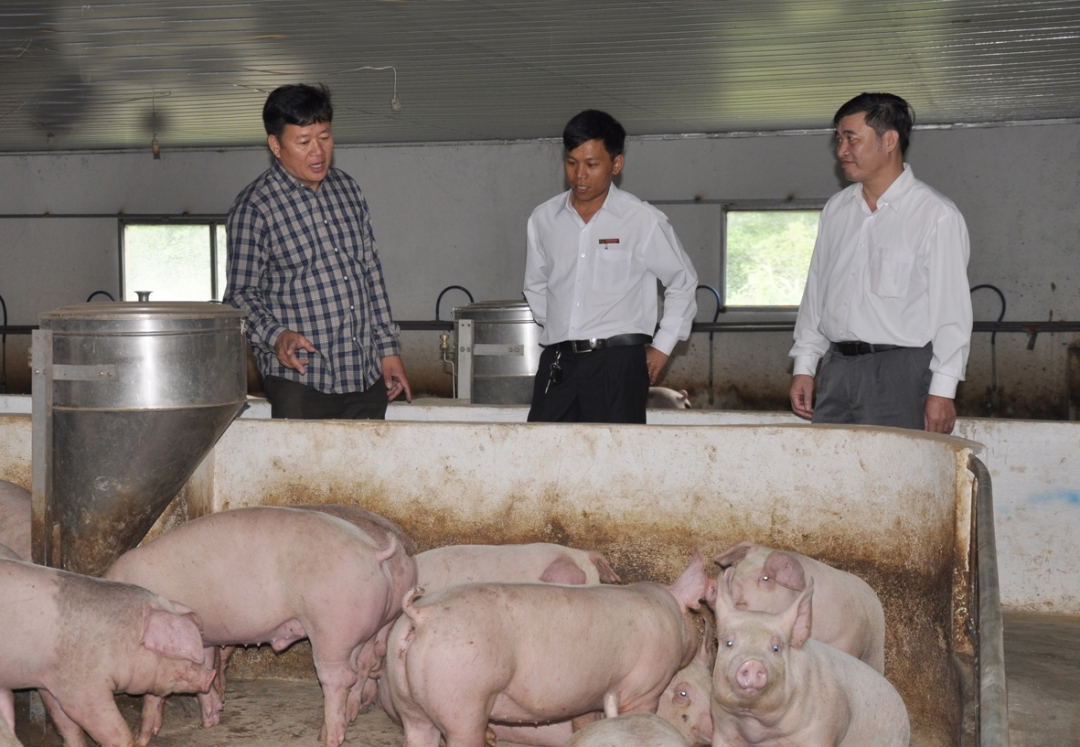 Anh Nguyễn Văn Chiến (ngoài cùng bên trái) đang diễn giải quy trình nuôi heo khép kín của mình.