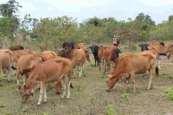 Chăn thả bò ngoài đồi hoang  ở xã Ea Sol.