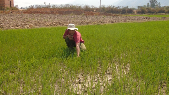 Nhiều diện tích lúa ở xã Hòa Lễ bị khô hạn nặng.