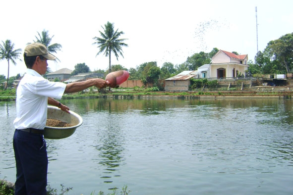 Mô hình chăn nuôi cá rô phi đơn tính của gia đình ông Lê Thế Linh (xã Ea Kao).  