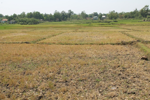 Nhiều cánh đồng lúa ở xã Cư Ni (Ea Kar) bị khô hạn