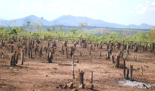Nhiều khoảnh rừng giao cho cộng đồng, nhóm hộ gia đình ở xã Ea Sol (huyện Ea H’leo) bị chặt phá trơ trụi. 