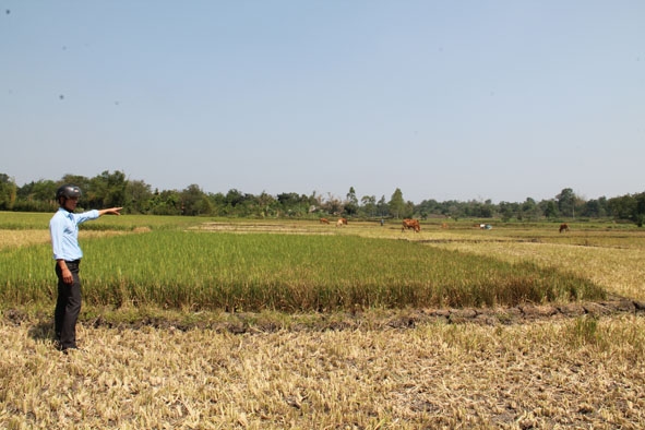 Cánh đồng lúa ở xã Cư Ni, huyện Ea Kar bị mất trắng do không có nguồn nước tưới.