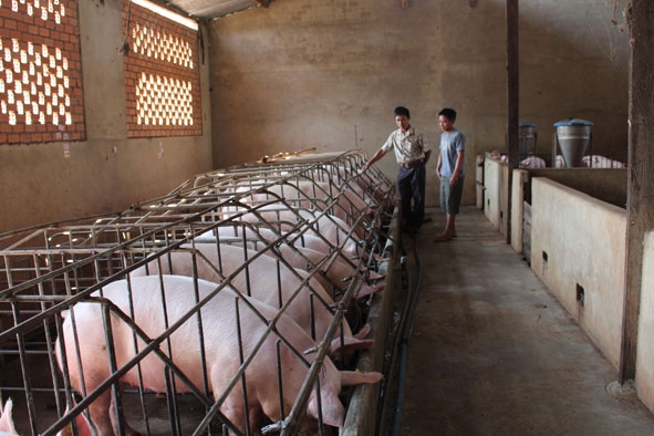 Trang trại chăn nuôi heo thịt  của gia đình ông Nguyễn Tri Phương.