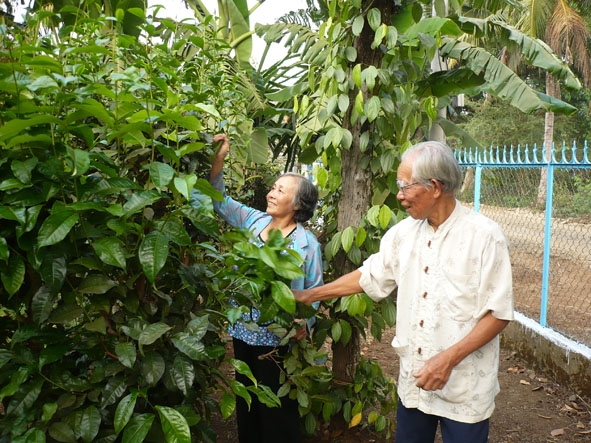 Hội viên người cao tuổi phường Khánh Xuân chăm sóc vườn cây của gia đình.