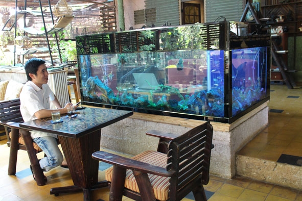 Một bể cá thủy sinh tại quán cà phê Rainy (TP. Buôn Ma Thuột).