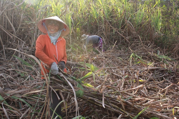 Nông dân xã Ea Pil thu hoạch mía.        Ảnh: Thanh Hường