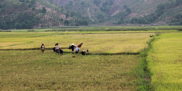 Nông dân xã Buôn Tría, huyện Lak đang thu hoạch lúa đông xuân 2014 - 2015. 
