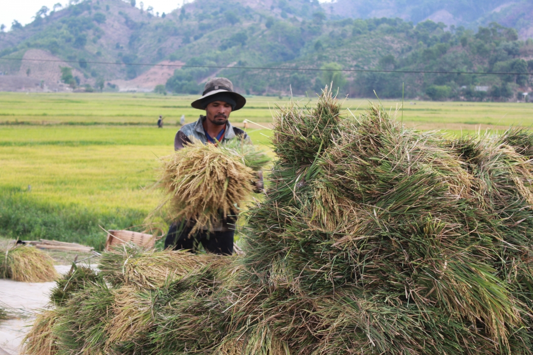 Nông dân xã Dak Liêng, huyện Lak thu hoạch lúa đông xuân 2014 - 2015